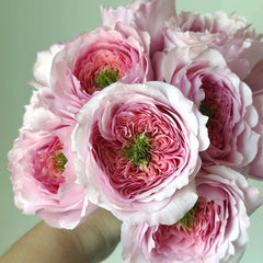 Serendipity Rose Plant | 机缘巧合 image 3