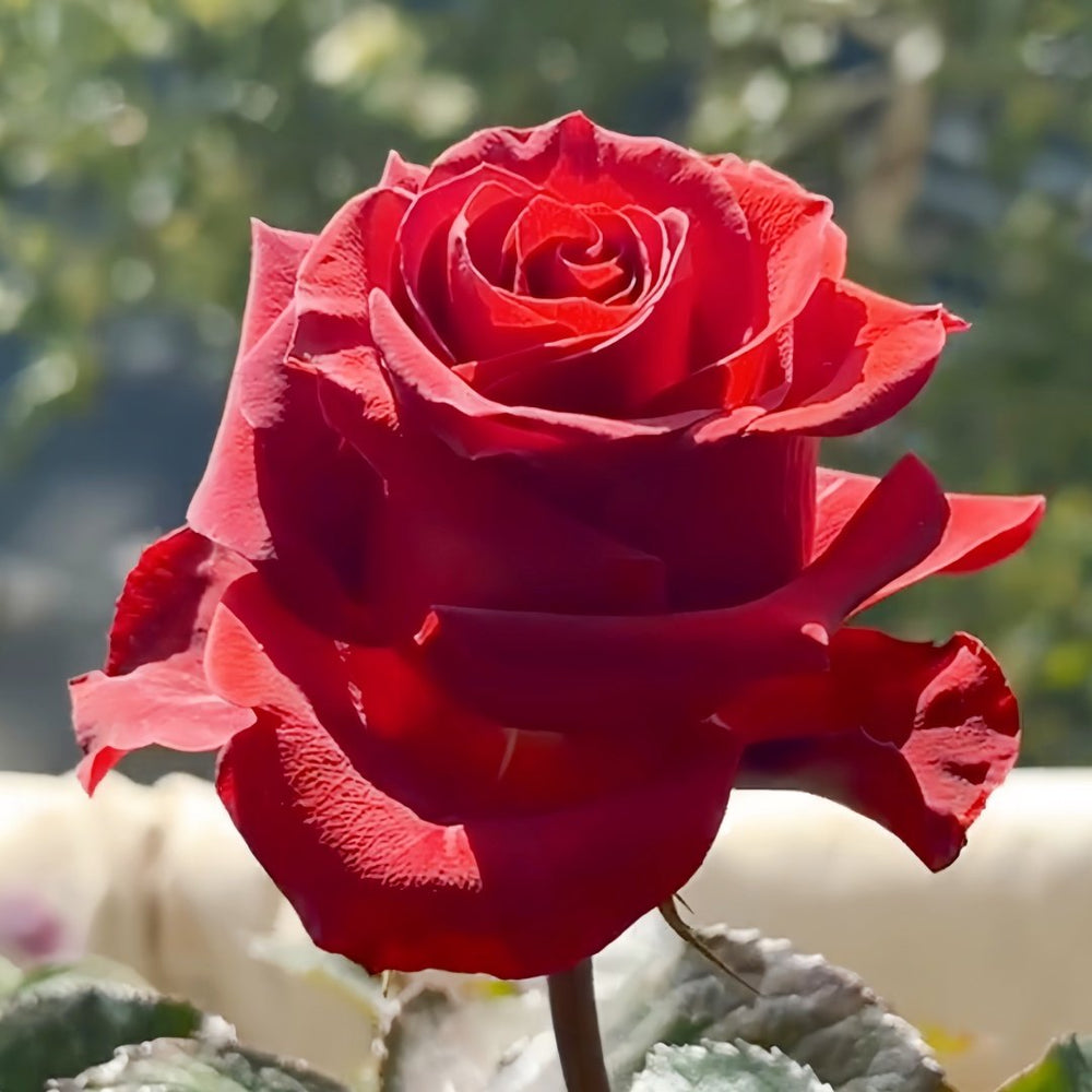 Cola Rose Plant | 可乐 image 7