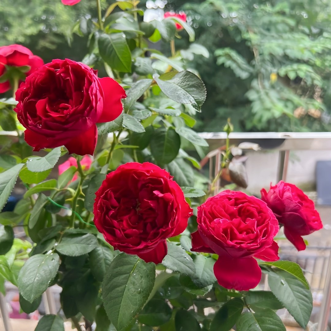 Traviata Rose Plant|茶花女 image 5