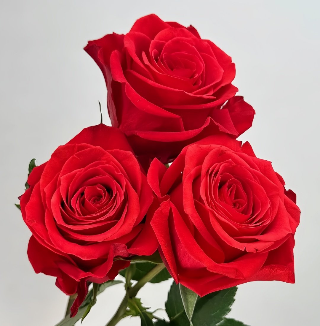 New Face Rose Plant|新面孔 image 9