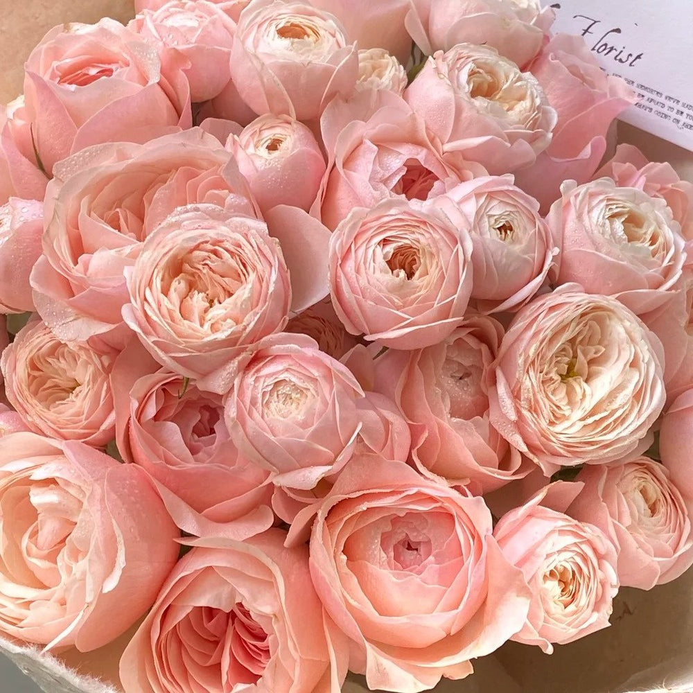 New SPS Rose Plant|柏林少女 image 1