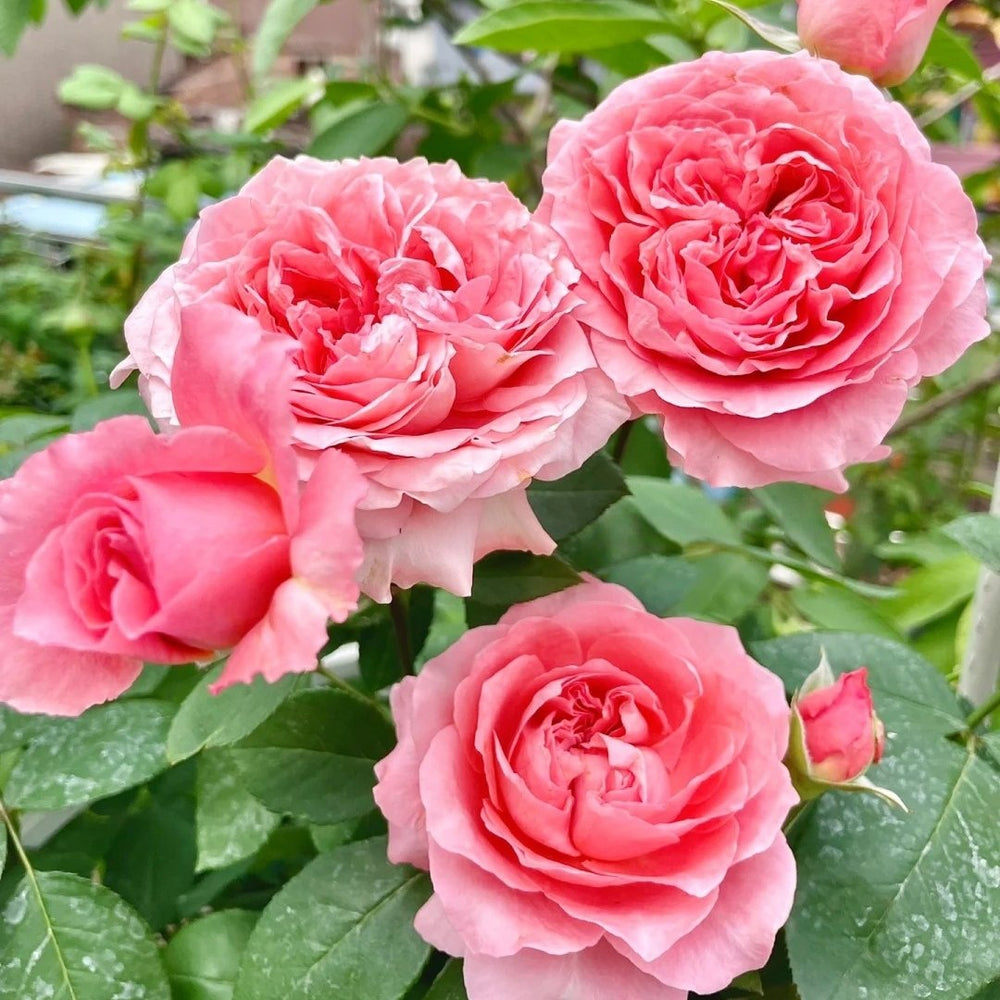 Corail Gelee Rose Plant｜珊瑚果冻 image 12