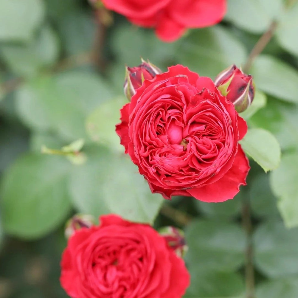 Red Leonardo da Vinci Rose Plant｜红色达芬奇 image 5