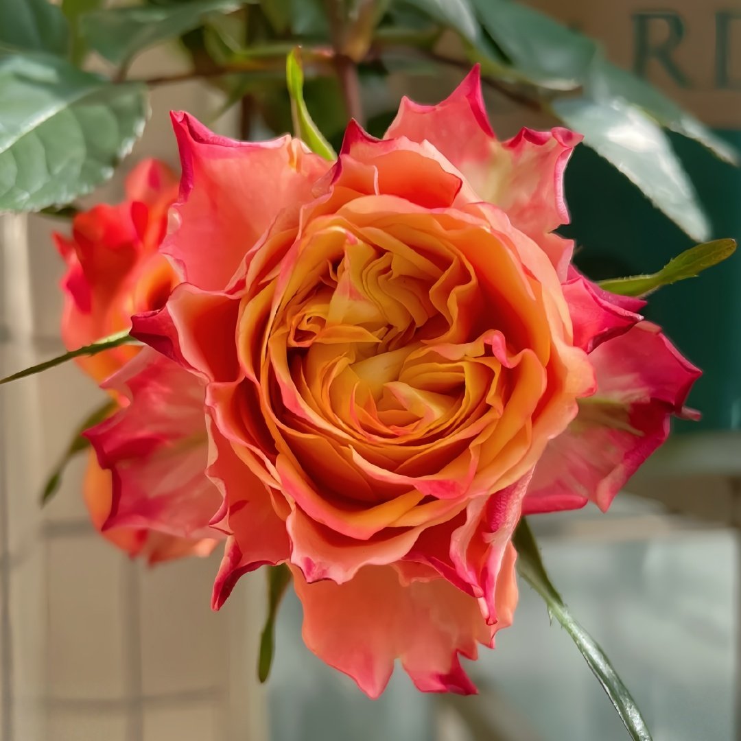 Acapulco Rose Plant｜阿卡普尔科 image 4