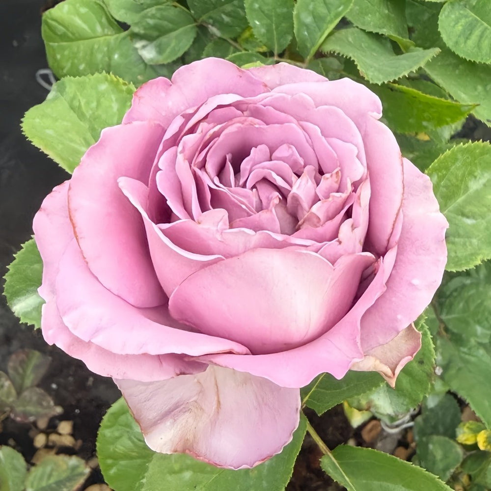 Amethyst Rose Plant｜紫龙晶 image 5