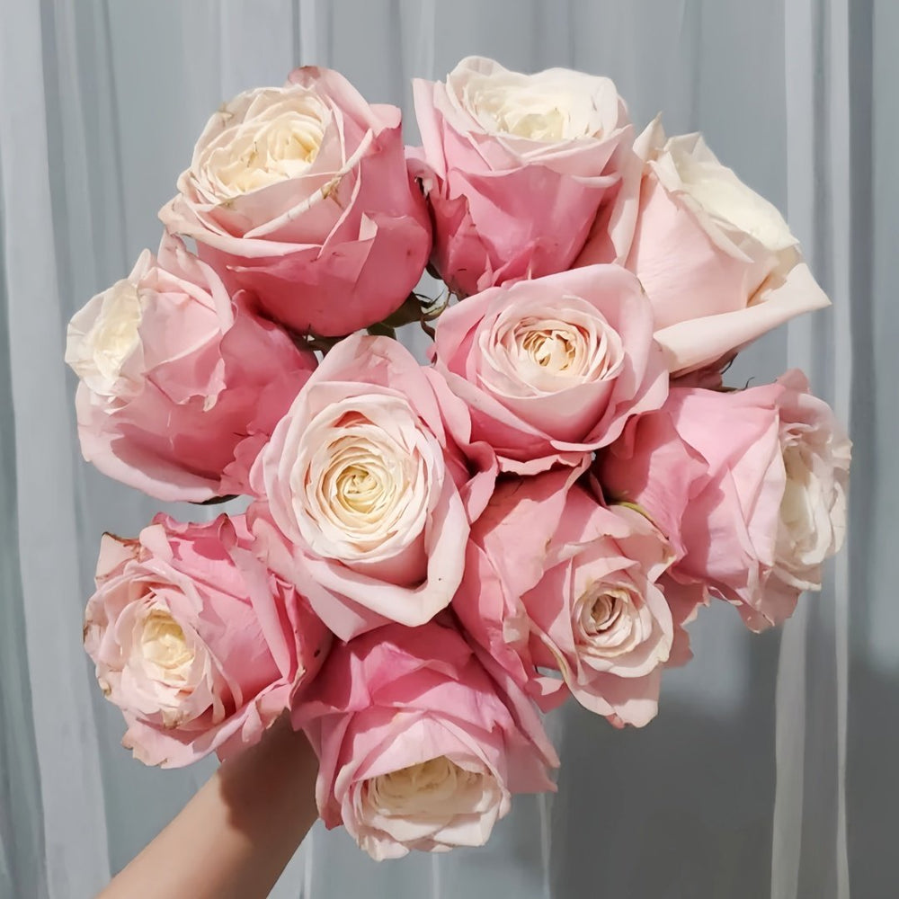 Supless Rose Plant｜甜蜜奶咖 image 1