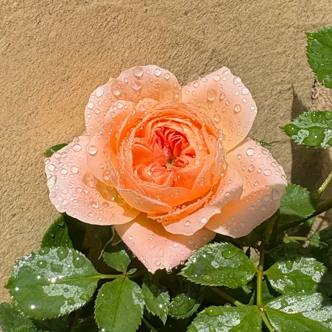 Sweet Dream Rose Plant｜甜梦 image 5