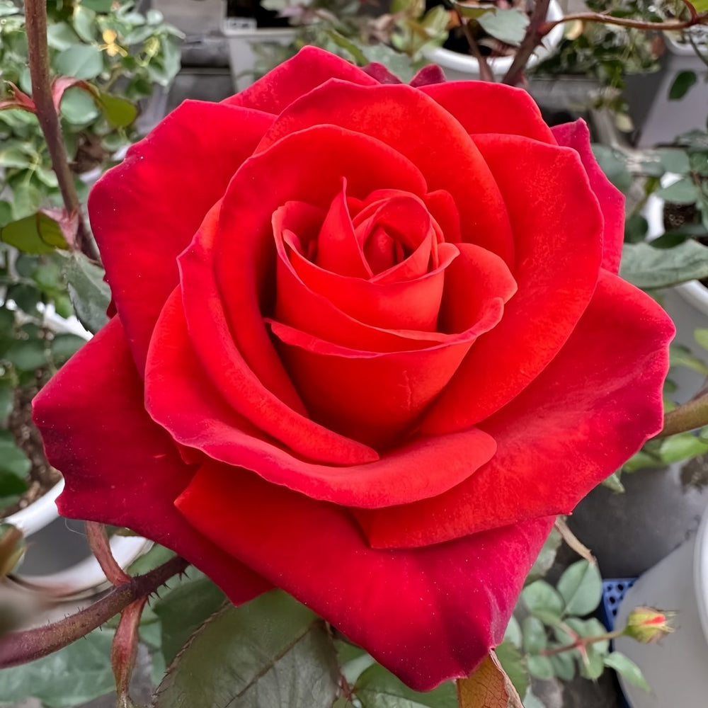 Café Del Mar Rose Plant｜咖啡德玛 image 0