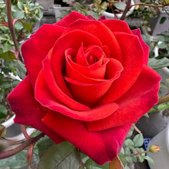 Café Del Mar Rose Plant｜咖啡德玛 image 0