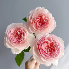 Yanzi Rose Plant|妍姿 image 1