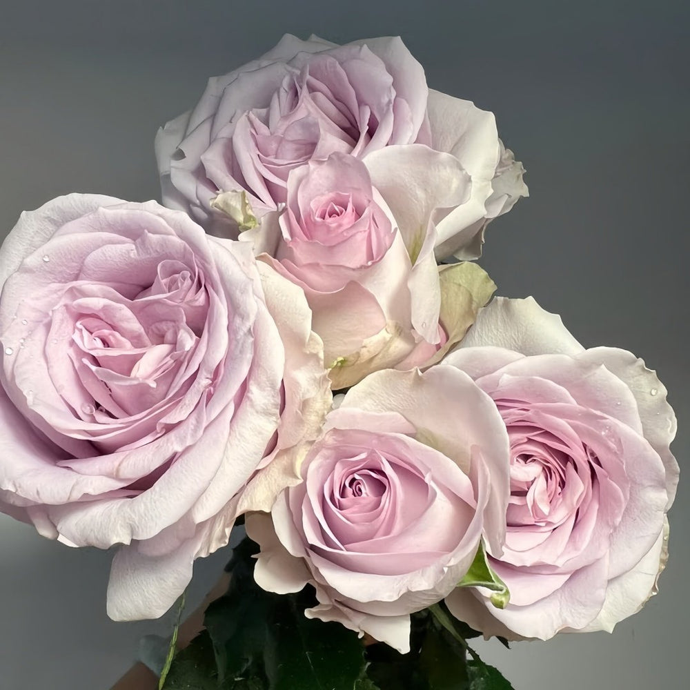 Cosette Rose Plant | 柯赛特 image 2