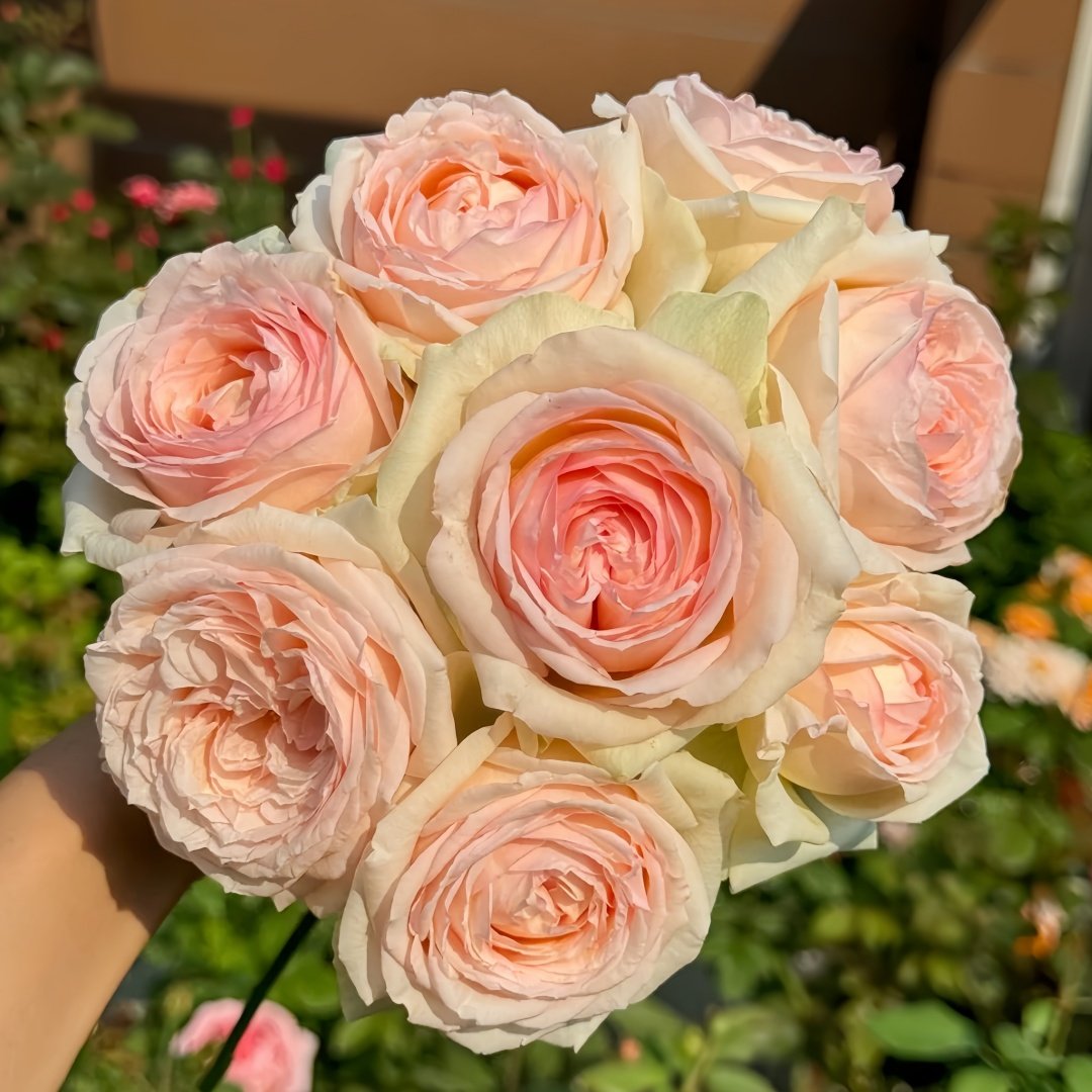 Mona Lisa Rose Plant | 蒙娜丽莎 image 5