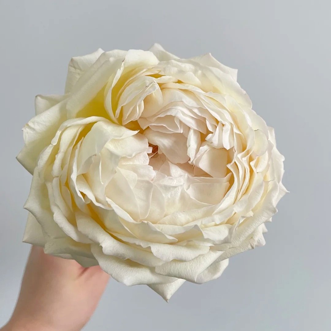 Cream Yves Piaget Rose Plant | 奶油伊芙伯爵 image 7
