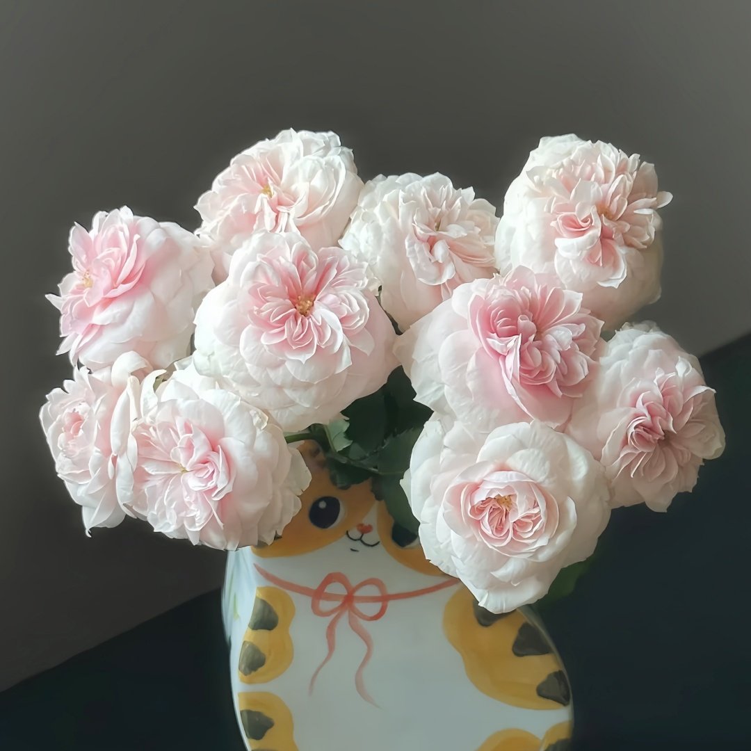 Sabrina Rose Plant｜莎伯莲娜 image 1