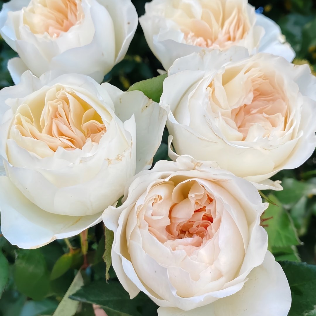 Bessie Rose Plant|贝茜 image 5