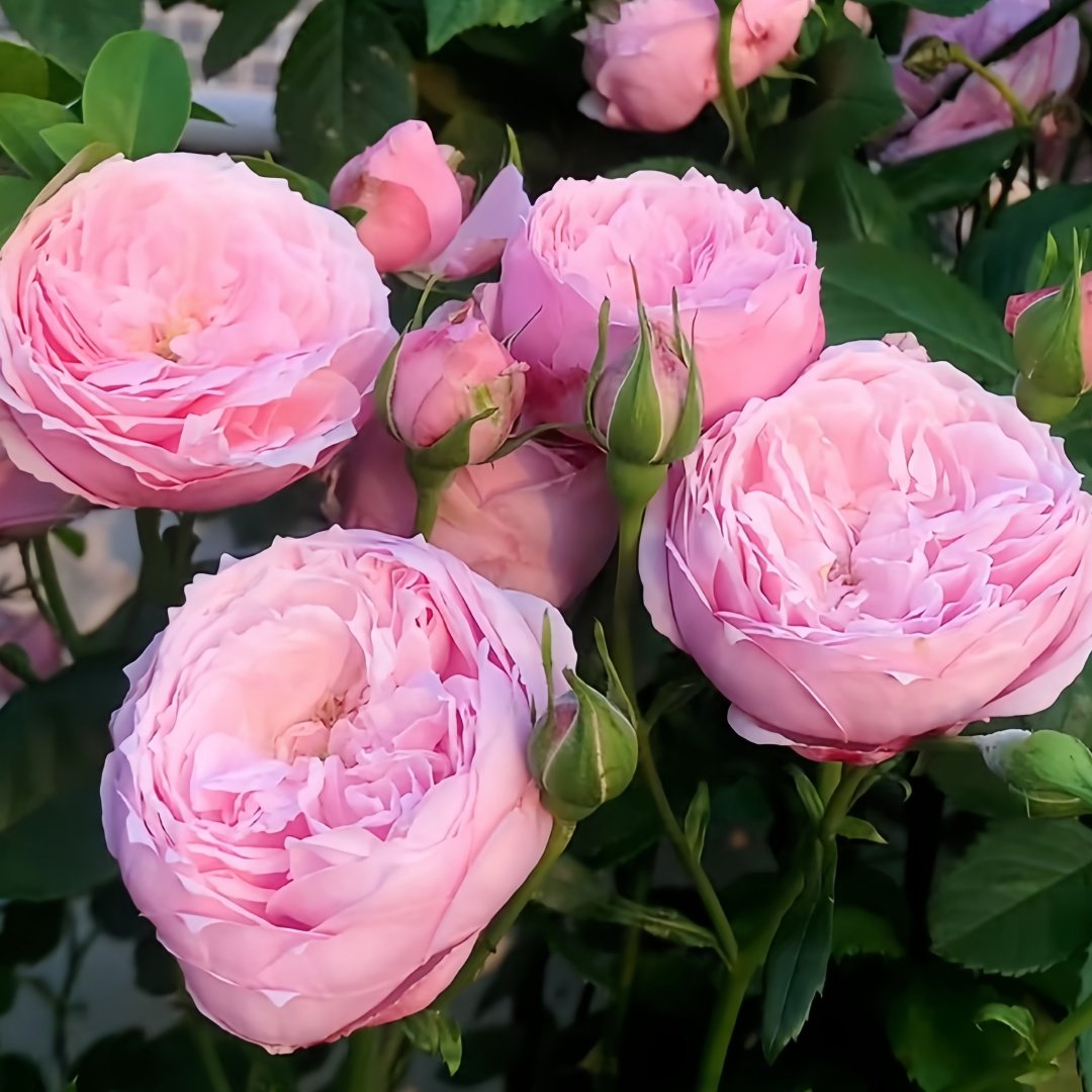 Miyako Rose Plant｜京/宫古 image 5