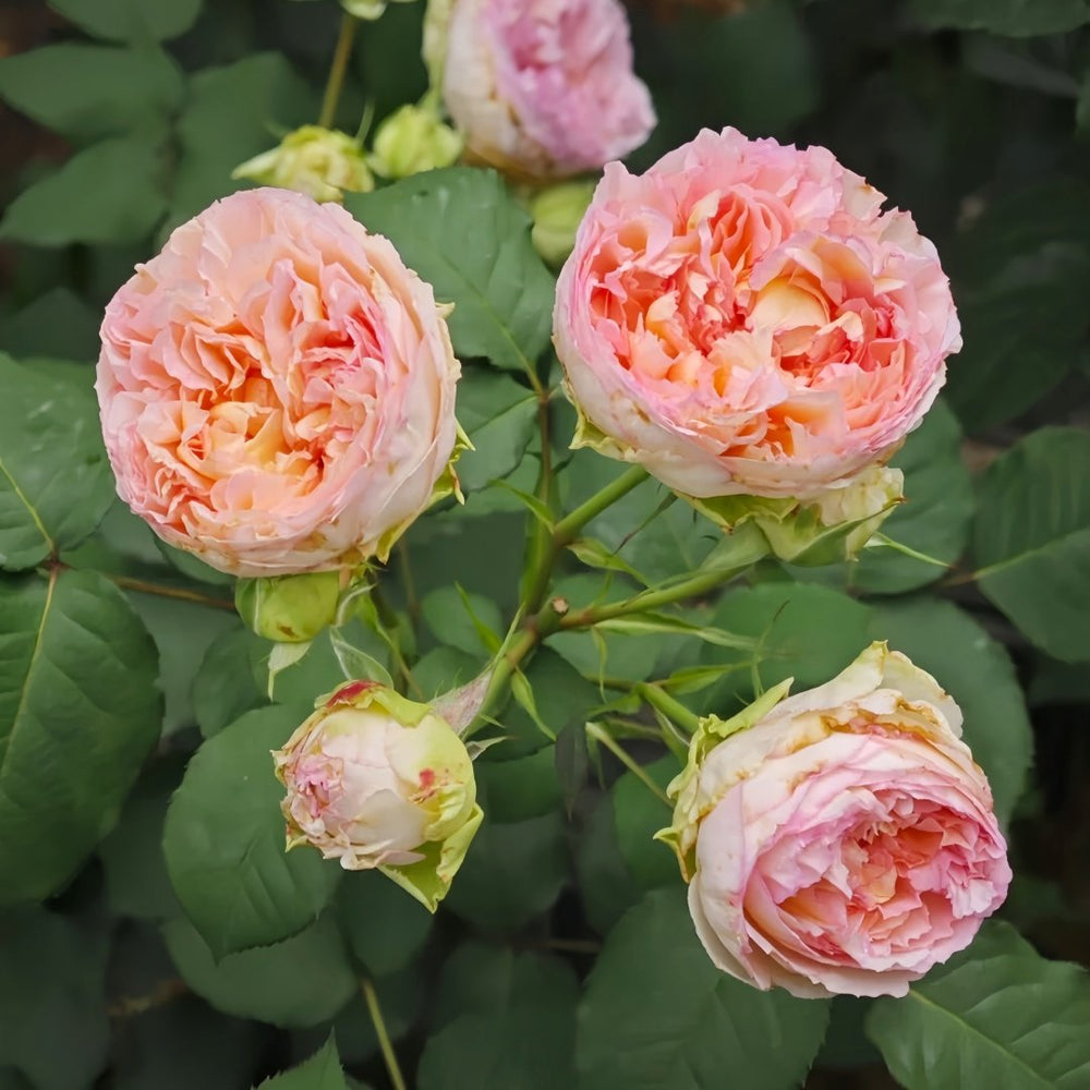 Traumerei Rose Plant | 梦幻曲 image 6