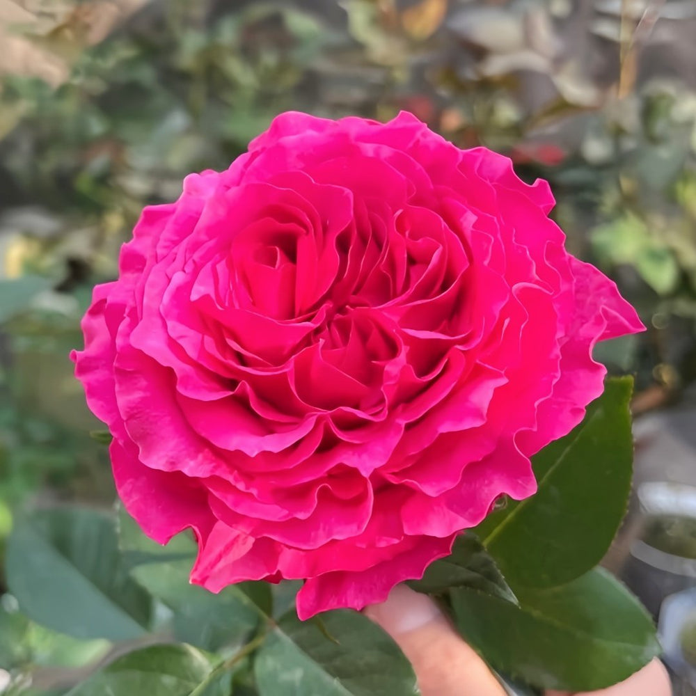 Hotspot Rose Plant｜热点 image 1