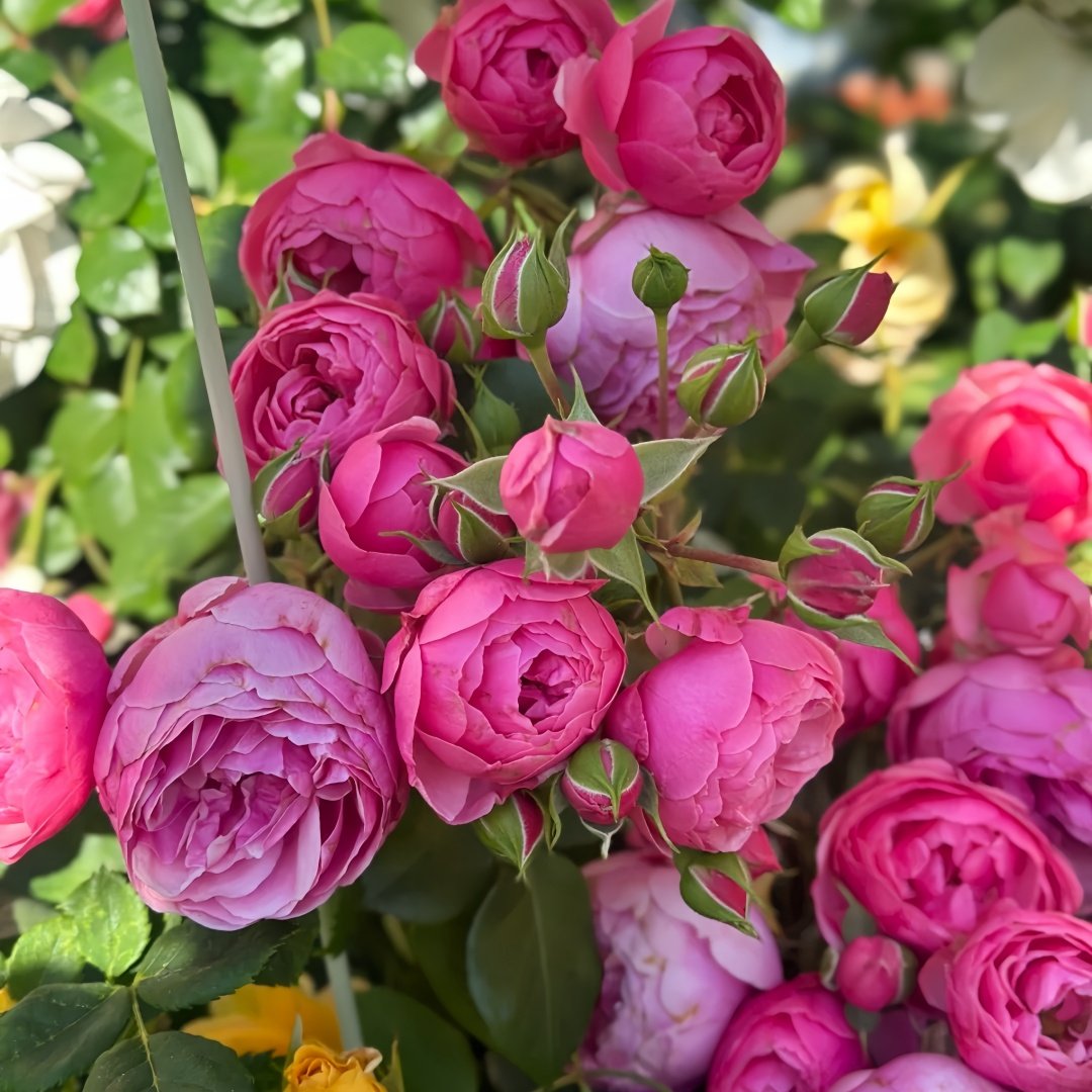 Pomponella Rose Plant|艾拉绒球 image 5