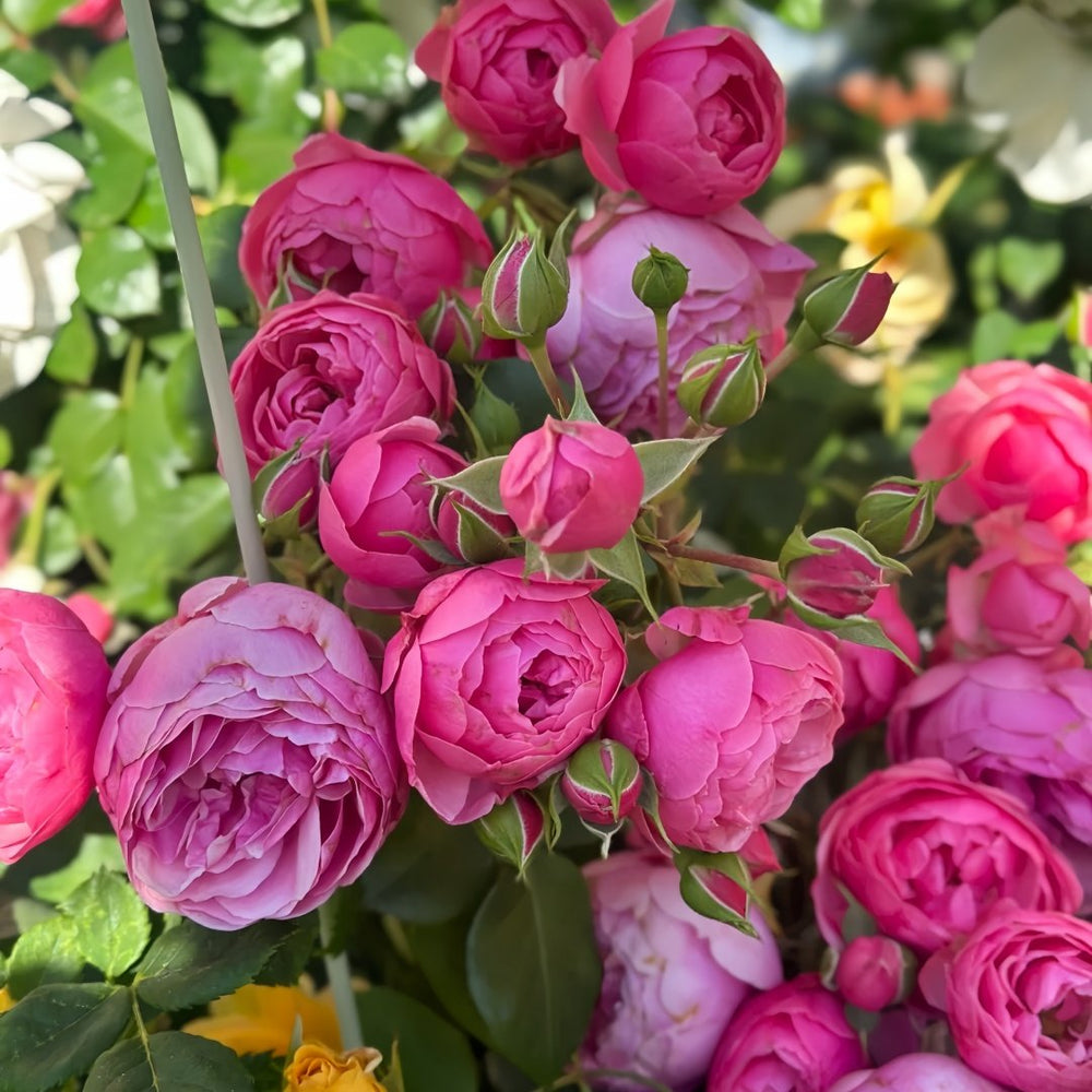 Pomponella Rose Plant|艾拉绒球 image 5