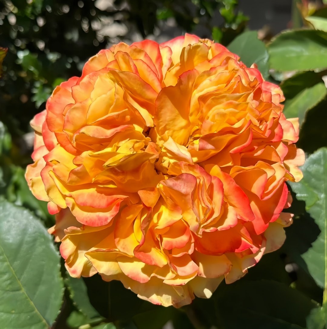 Mango Lieber Rose Plant|芒果酒吧/芒果丽娃 image 1