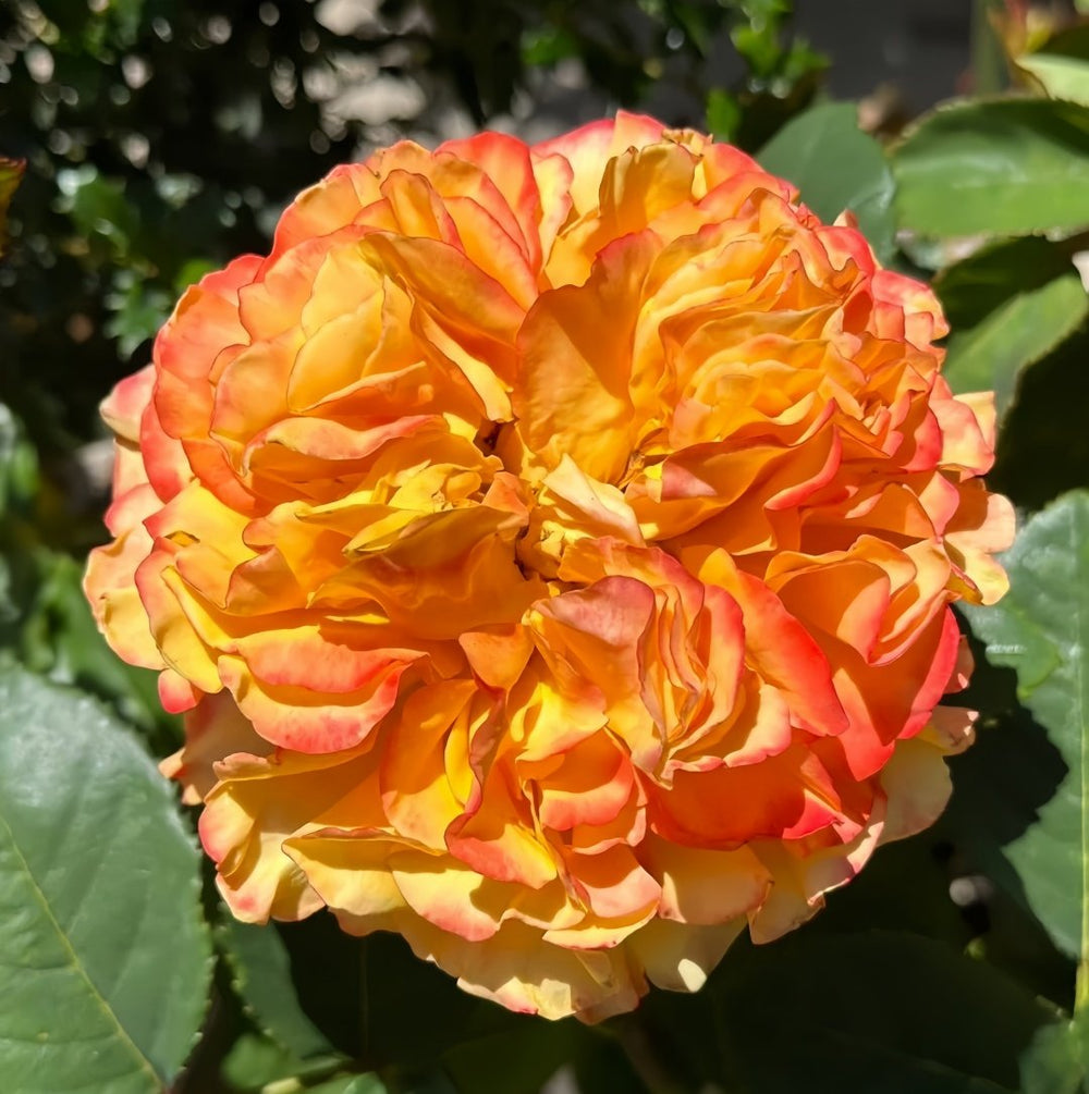 Mango Lieber Rose Plant|芒果酒吧/芒果丽娃 image 1