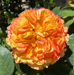 Mango Lieber Rose Plant|芒果酒吧/芒果丽娃 image 1