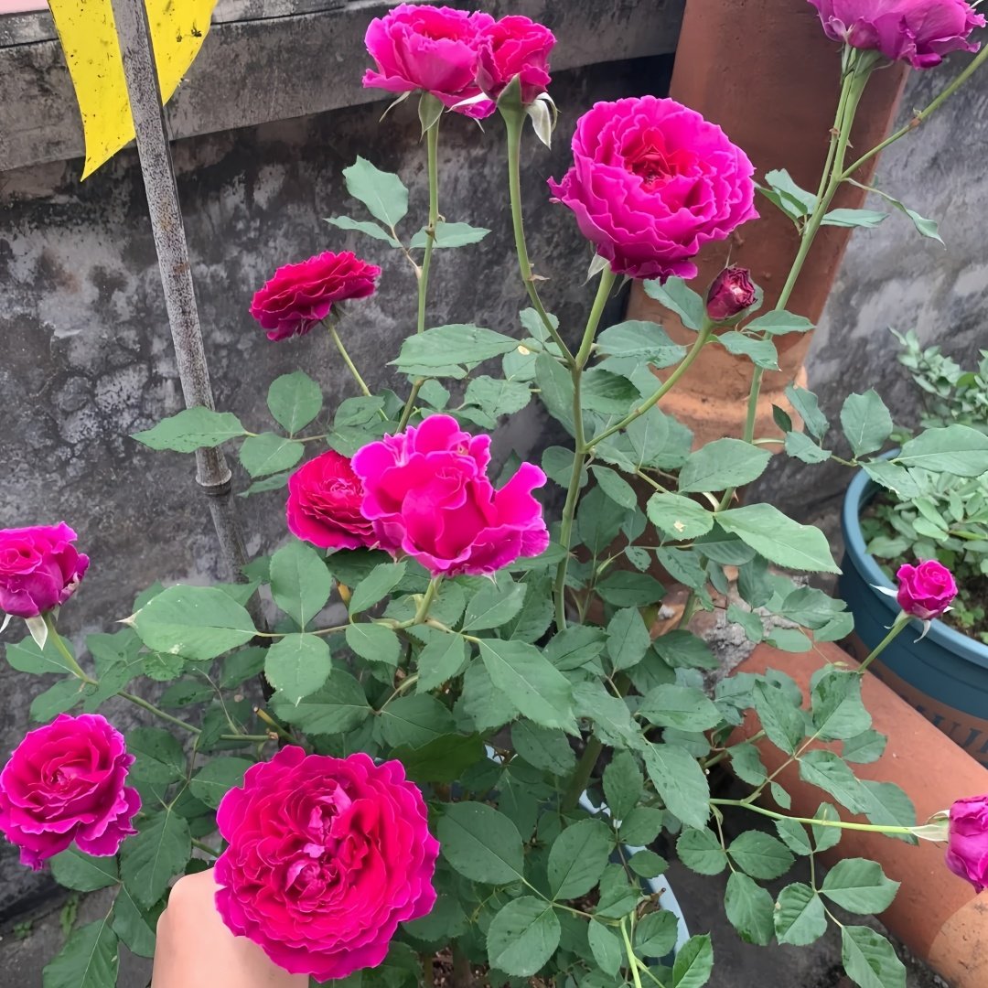 Japanese Ramukan Rose Plant｜草药 image 8