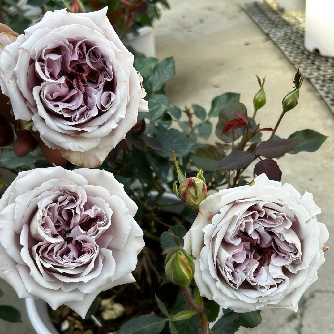 Latte Art Rose Plant|拿铁艺术 image 9