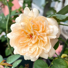 Tropicana Rose Plant|百香果 image 3