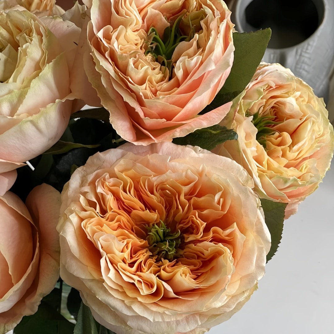 Melon X-Pression Rose Plant|香瓜激情 image 4