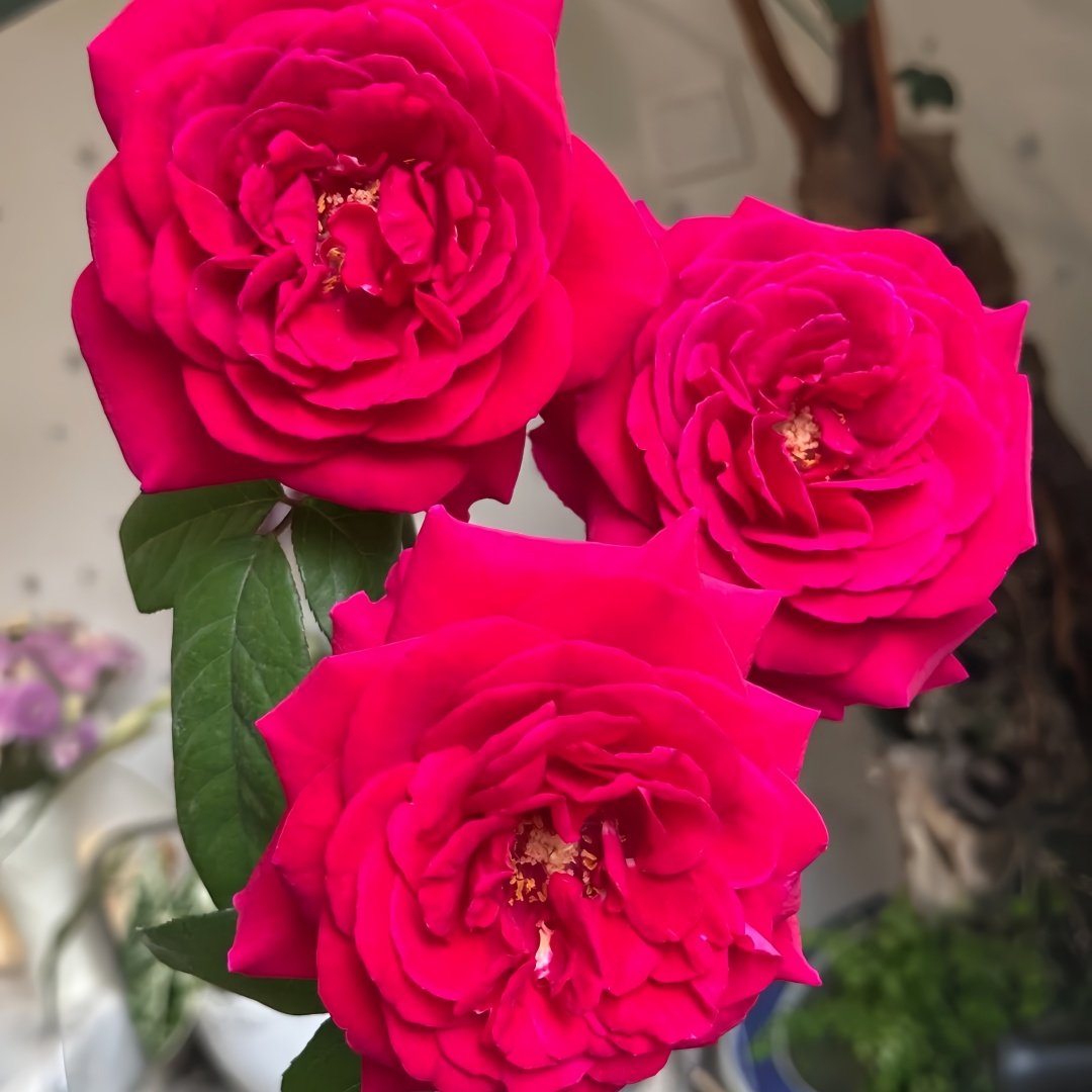 Femme fatale Rose Plant|蛇蝎美人 image 0
