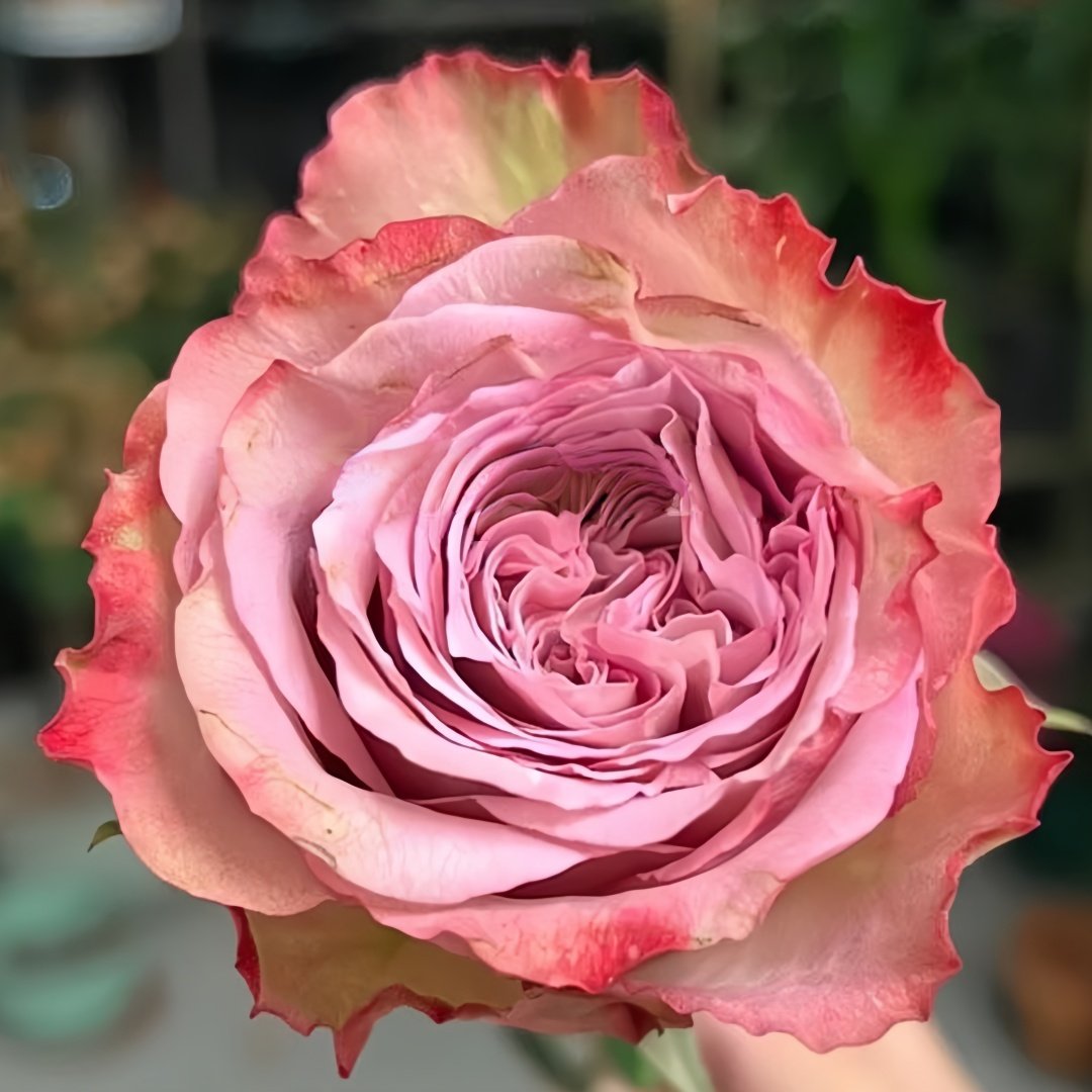 Bonnie Rose Plant｜邦妮 image 0
