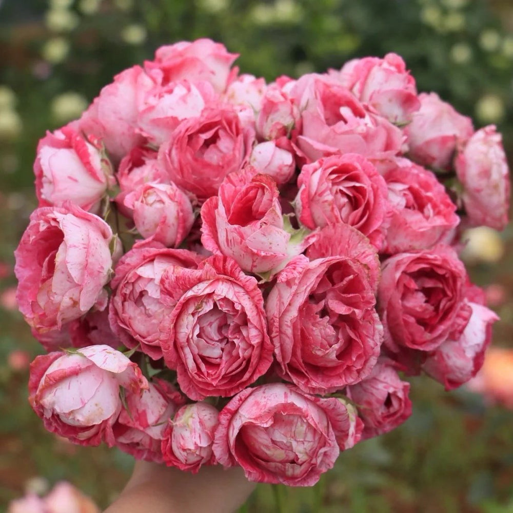 Lady Candle Rose Plant|雪花肥牛 image 6