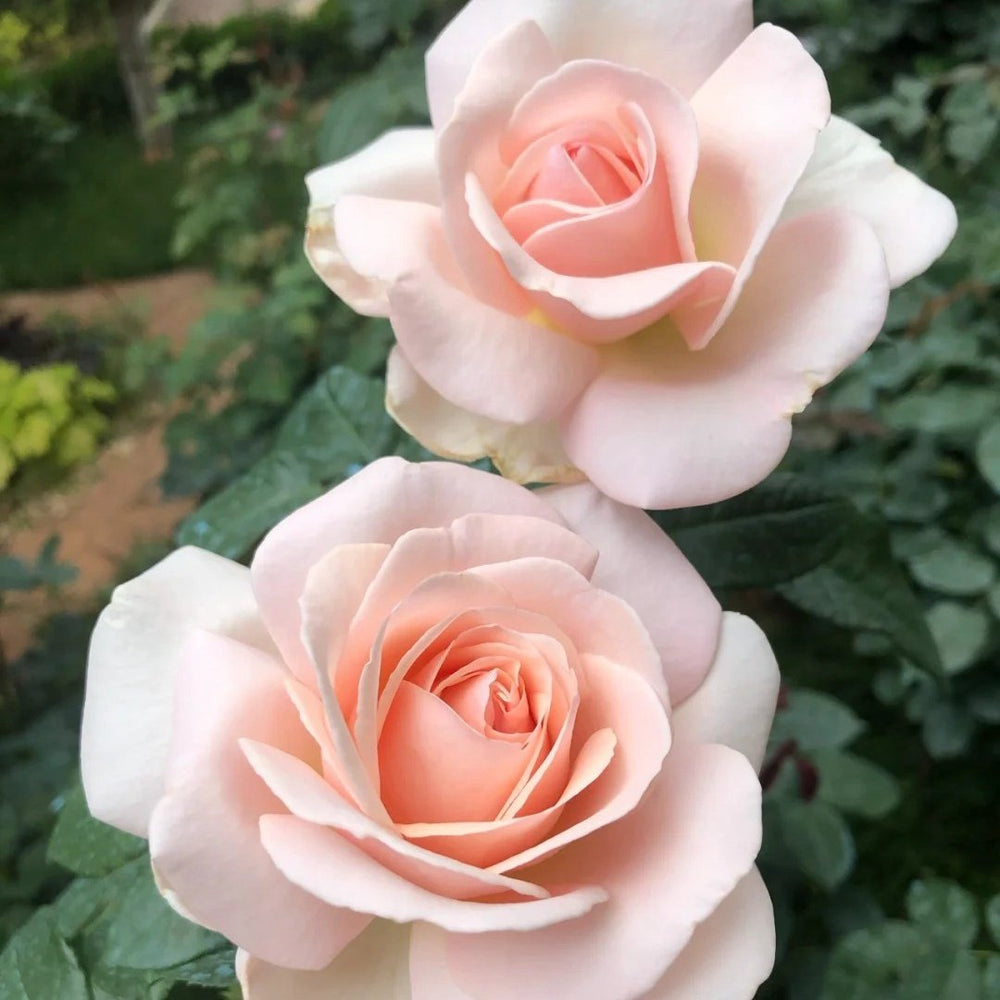 Prince Jardinier Rose Plant|园艺王子 image 5