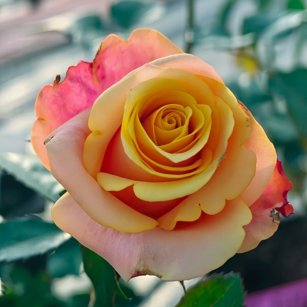 Gran Donna Rose Plant|格兰夫人 image 4