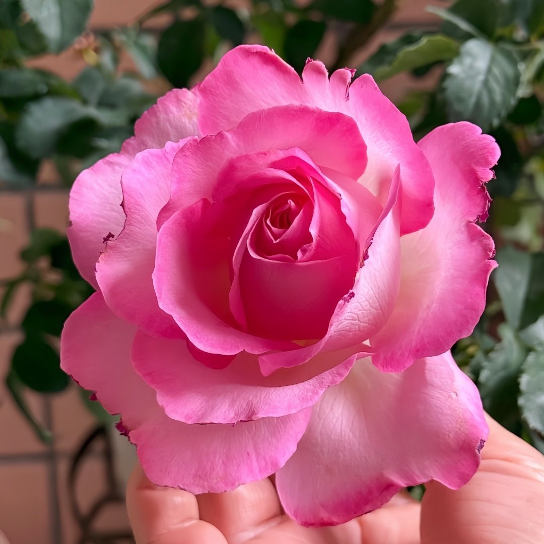 Rien Rose Plant｜河本绊 image 3