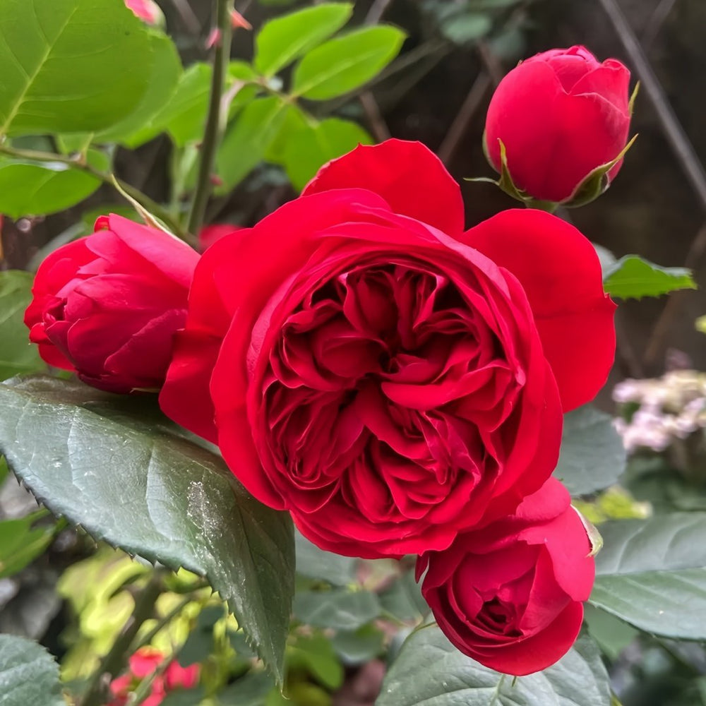 Red Apple Rose Plant｜红苹果 image 4