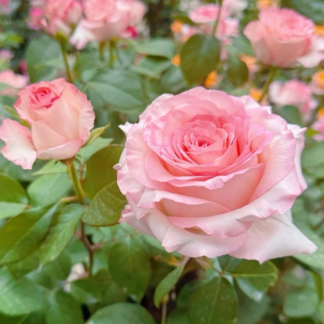 BouLevard Rose Plant|林荫大道 image 3