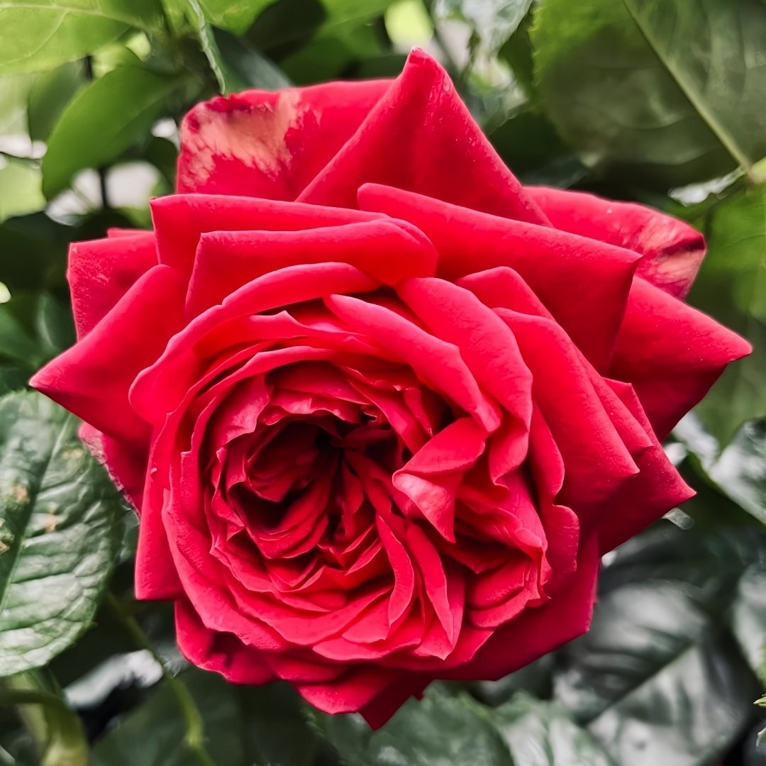 Republique de Montmartre Rose Plant｜蒙马特共和国 image 1