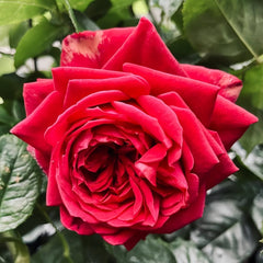 Republique de Montmartre Rose Plant｜蒙马特共和国 image 1