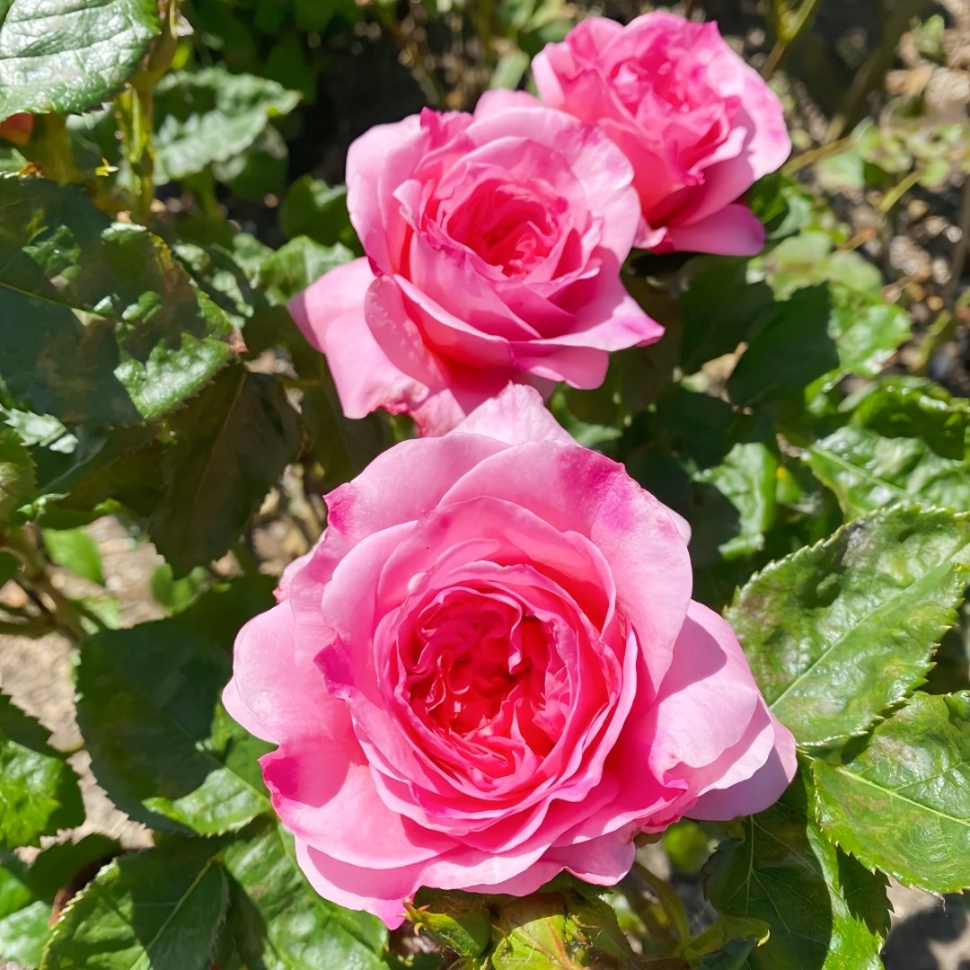 Millicent Rose Plant|米利森特 image 8