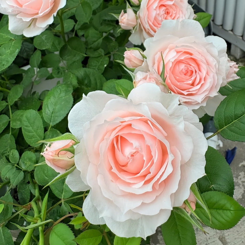 Yuzhi Rose Plant|玉脂 image 3
