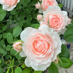 Yuzhi Rose Plant|玉脂 image 3