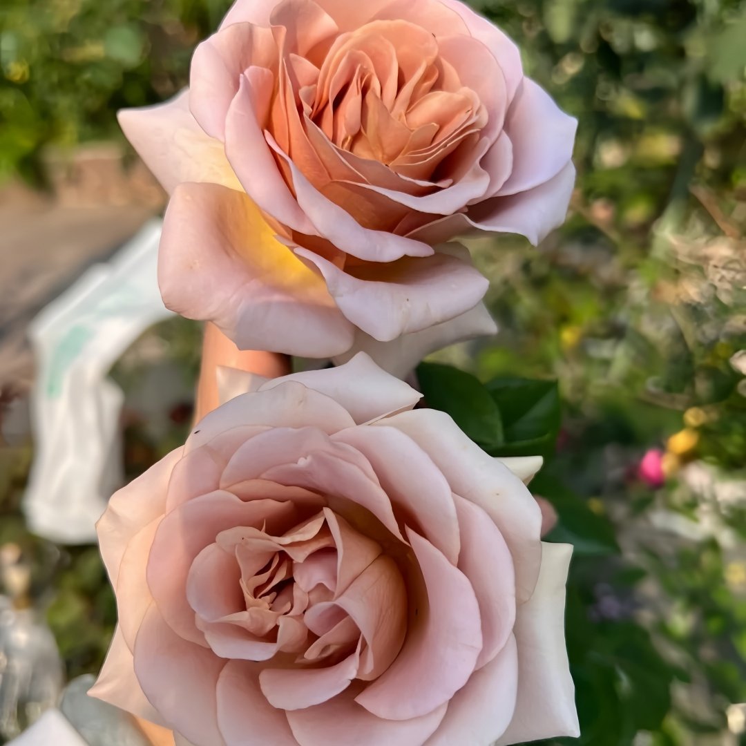 Latte Art Rose Plant|拿铁艺术 image 6