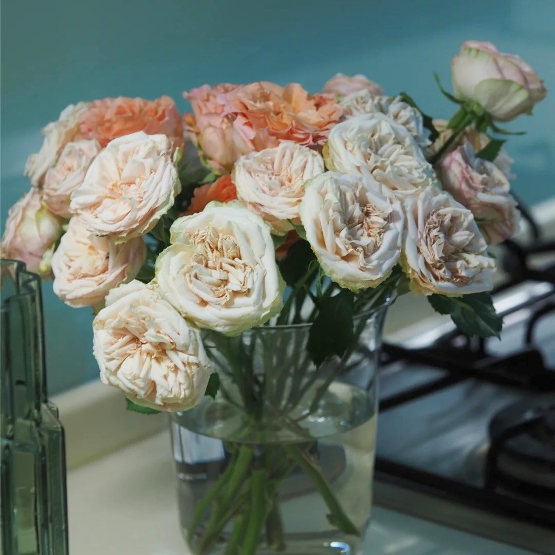 Gentle Trendsetter Rose Plant | 温柔宝藏 image 5
