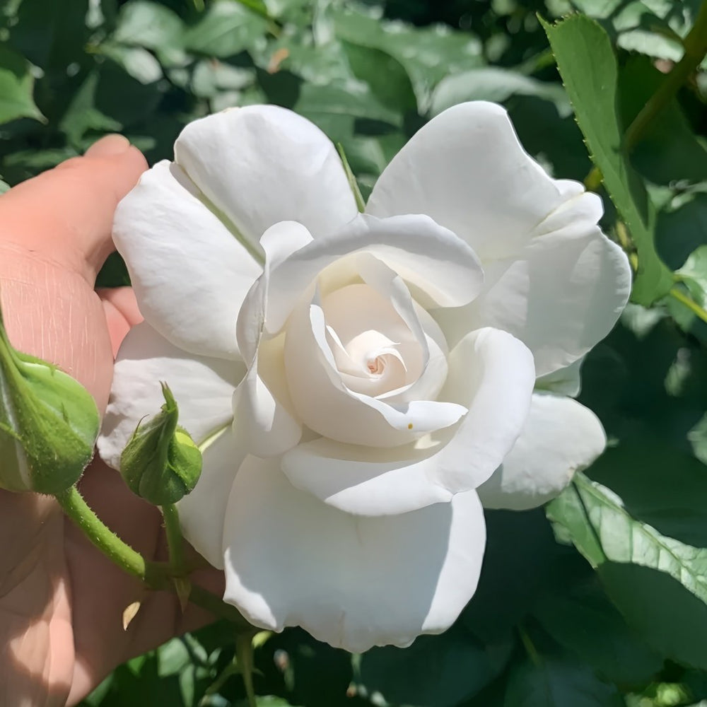Annapurna Rose Plant|冰峰 image 6