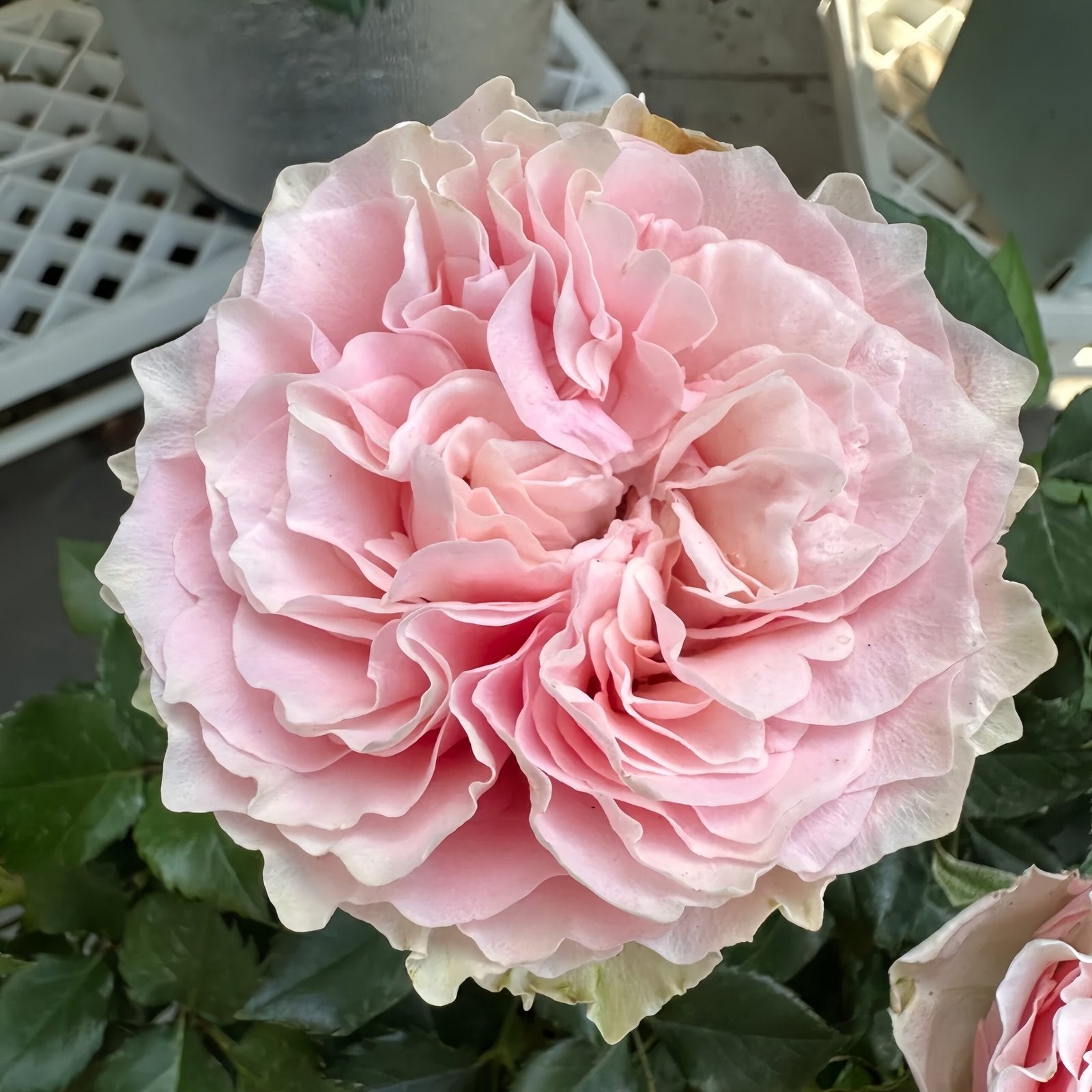 Gossip Girl Rose Plant｜绯闻女孩 image 1