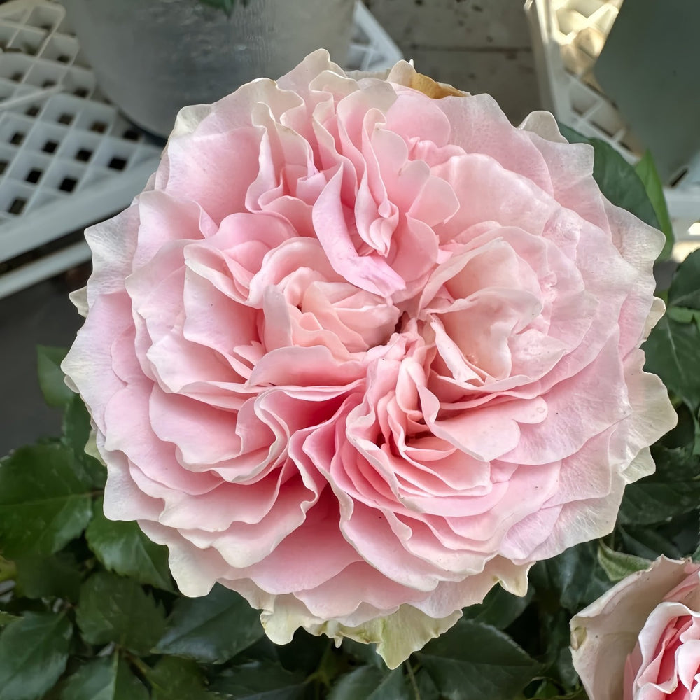 Gossip Girl Rose Plant｜绯闻女孩 image 1
