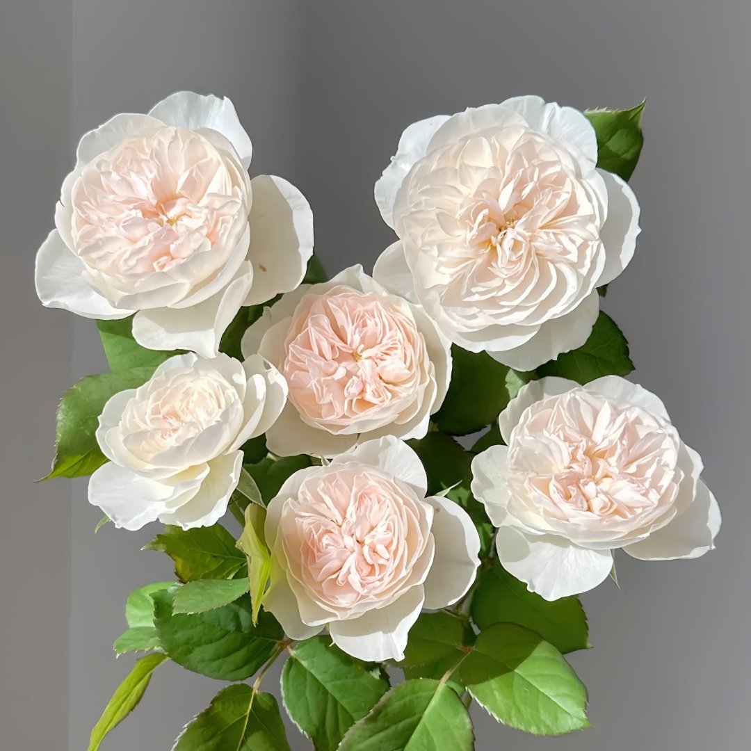 Queen of the Elves Rose Plant| 精灵女王 image 0